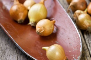 Come coltivare le cipolle