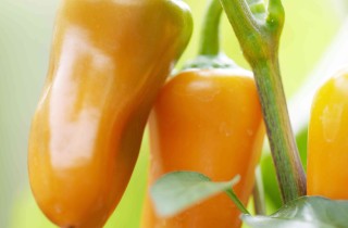 Come coltivare i peperoni