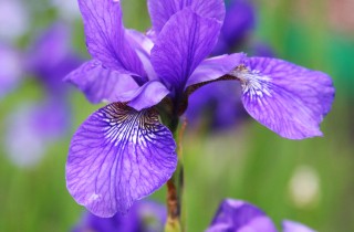La sbocciatura dei fiori nei parchi più belli d’Italia