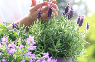 7 motivi per coltivare la lavanda