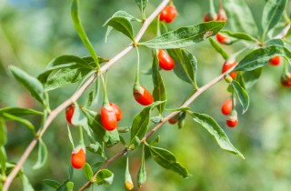 Come coltivare le bacche di goji: guida passo passo