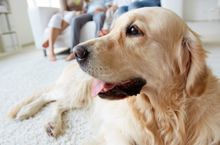 Insegnare al cane a fare i bisogni