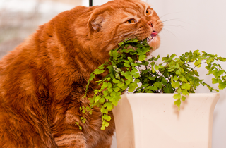 5 piante non dannose per il tuo animale domestico