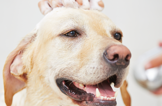 Ogni quanto bisognerebbe fare il bagno al proprio cane?