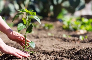 Come proteggere l'orto da lumache, uccelli, grandine e altro