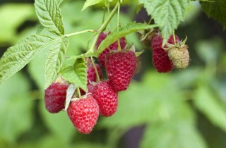 La coltivazione del lampone: cura delle piante e potatura