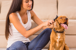 Come toelettare a casa il tuo cane