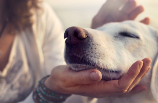 I nostri animali comprendono quello che diciamo. Lo dice la scienza
