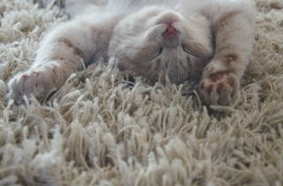 Come pulire la moquette