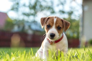 Consigli per la sterilizzazione del cane? Femmina o maschio, ecco tutto quello che c’è da sapere!