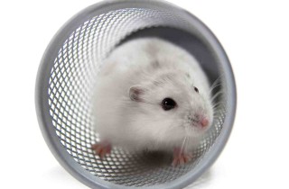 Come costruire un parco giochi per criceti: idee e spunti fai da te