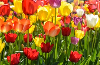 Fiori da balcone in primavera: come piantare i bulbi di tulipano