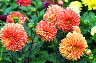 Come coltivare le dalie in vaso per colorare il balcone