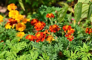 Come coltivare i tagete per tenere lontani afidi ed erbe infestanti