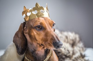 Amici a quattro zampe VIP: gli animali delle star in 5 foto irresistibili