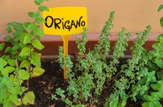 Coltivare l’origano con facilità, 7 consigli