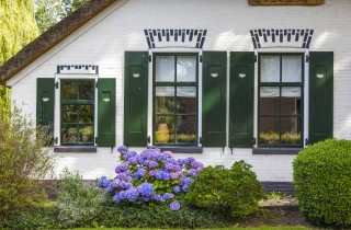 Nidi di vespe in casa: come affrontarli