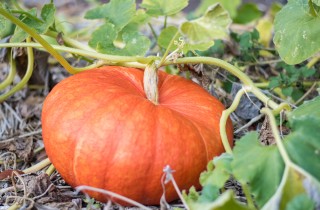 Come coltivare la zucca per le tue ricette