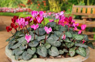 Come coltivare i ciclamini in vaso, 7 consigli utili