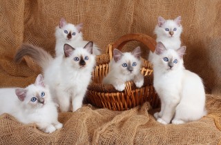 Allattare i cuccioli di gatto, 5 consigli per un’alimentazione artificiale efficace
