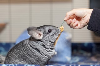 Come alimentare il cincillà in maniera equilibrata