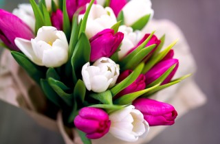 Fiori per la festa della donna, 5 idee alternative alla mimosa