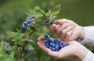 Coltivare i mirtilli in vaso, 5 consigli utili