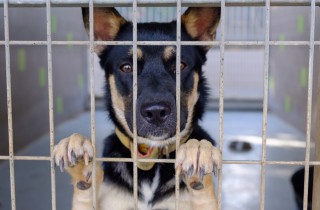 Come adottare un cane al canile: le 5 cose da sapere prima di accogliere Fido in famiglia