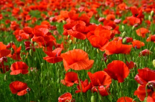 Come coltivare i papaveri, 5 consigli utili