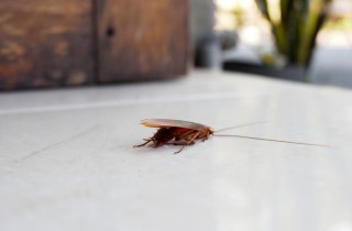 Scarafaggi in casa, cause e rimedi