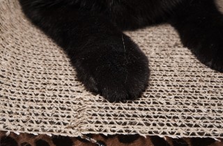 Tiragraffi fai da te in cartone, la costruzione veloce