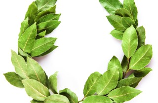 Come fare una corona di alloro per la laurea, la realizzazione facile