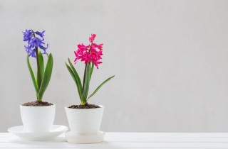 Quali fiori coltivare a settembre, i magnifici 5