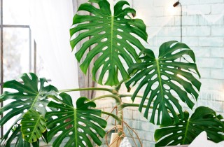 Come coltivare la monstera, 5 consigli utili