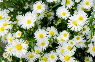 Fiori da piantare a settembre: 5 soluzioni facili da coltivare