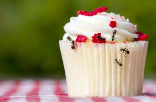 Formiche in cucina, che fare e come debellarle