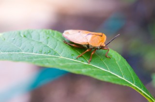 Cimici verdi vs cimici marroni: le differenze e come si debellano