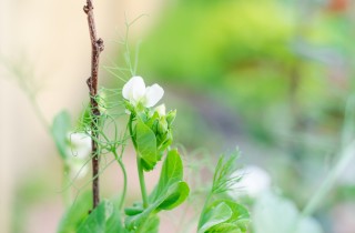 Come coltivare i piselli rampicanti, 7 consigli utli