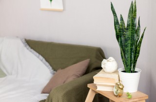 Come coltivare la lingua di suocera, 7 consigli utili