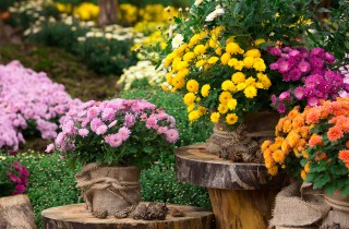 Fiori autunnali da piantare a novembre, i magnifici 10