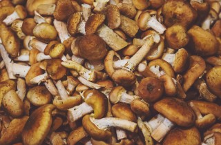 Come pulire e conservare i funghi chiodini in sicurezza