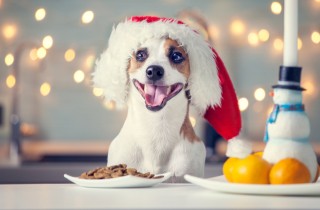 I cani possono mangiare il panettone e gli altri cibi natalizi?