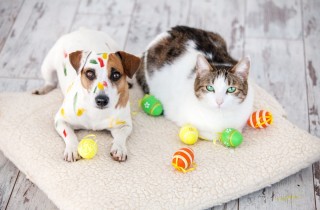 Pasqua e animali domestici: a cosa fare attenzione se abbiamo ospiti