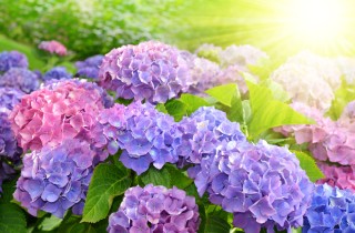 Come cambiare il colore alle ortensie