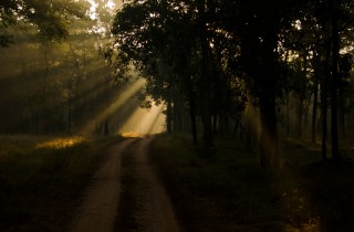 Visita le foreste e i parchi nazionali che hanno ispirato libri famosi