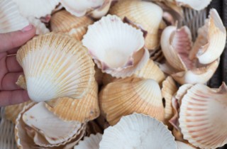 Lavoretti con le conchiglie per bambini: 4 creazioni da fare con mamma e papà