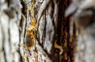 Come togliere la resina dalle mani in modo pratico