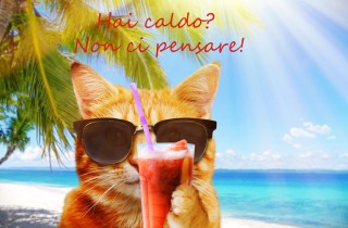Immagini divertenti sul caldo estivo: le più simpatiche per sdrammatizzare