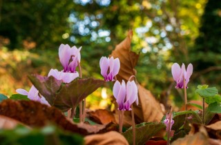Fiori autunnali: nomi e foto per colorare il giardino
