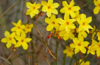 Gelsomino invernale: i consigli per la cura e la potatura